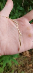 Brachypodium sylvaticum
