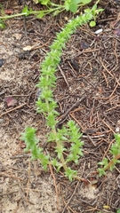 Crassula