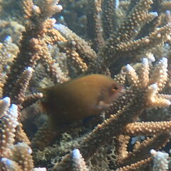 Cheiloprion labiatus