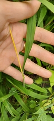 Brachypodium sylvaticum