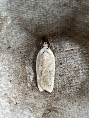 Agonopterix