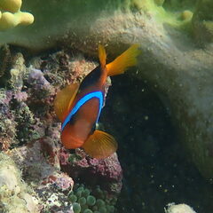 Amphiprion melanopus