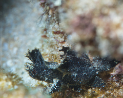 Taenianotus triacanthus