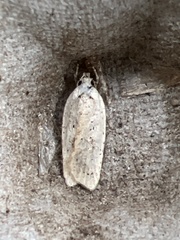 Agonopterix