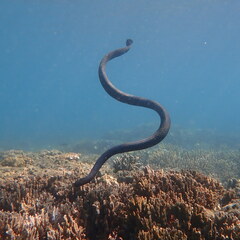 Emydocephalus annulatus