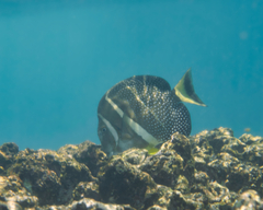 Acanthurus guttatus