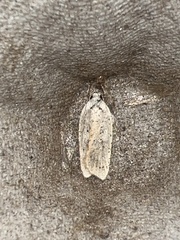 Agonopterix