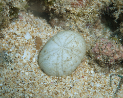 Echinoneus cyclostomus