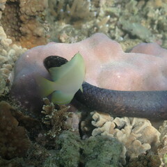 Pomacentrus moluccensis