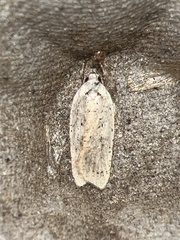 Agonopterix
