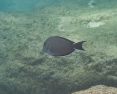 Acanthurus nigrofuscus
