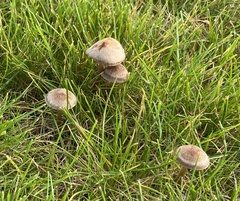Panaeolus foenisecii