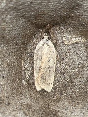 Agonopterix