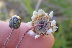 Ursinia paleacea
