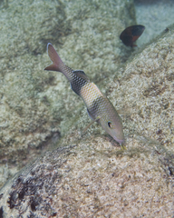 Parupeneus insularis