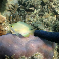 Pomacentrus moluccensis