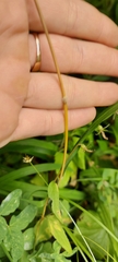 Brachypodium sylvaticum