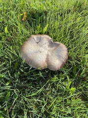 Boletus reticulatus