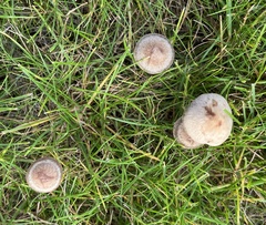 Panaeolus foenisecii