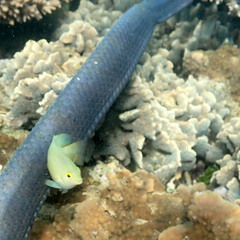 Pomacentrus moluccensis