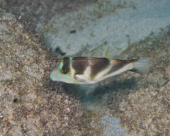 Canthigaster coronata