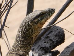 Varanus varius