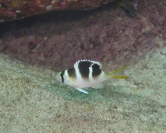 Monotaxis grandoculis