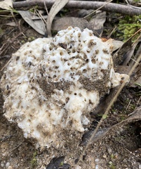 Laetiporus portentosus