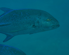 Caranx melampygus