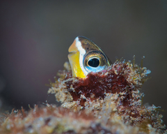 Plagiotremus goslinei