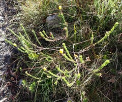 Ursinia trifida