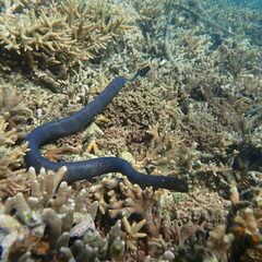 Emydocephalus annulatus