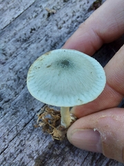 Clitocybe odora