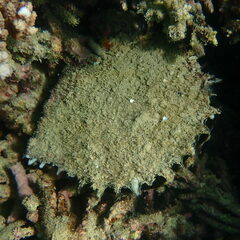 Pinctada margaritifera