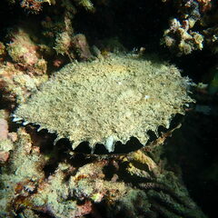 Pinctada margaritifera