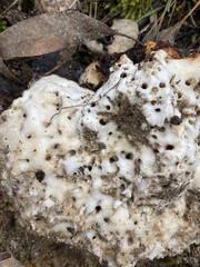 Laetiporus portentosus