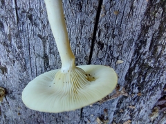 Clitocybe odora