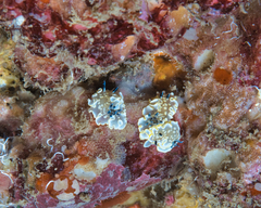 Ardeadoris tomsmithi