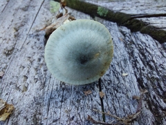 Clitocybe odora