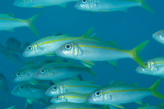 Mulloidichthys vanicolensis