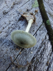 Clitocybe odora