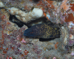 Gymnothorax flavimarginatus