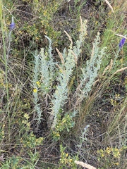 Artemisia dracunculus glauca