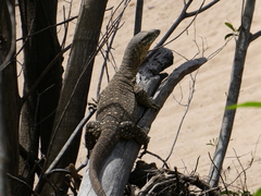Varanus varius