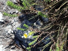Ursinia trifida