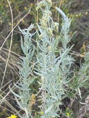 Artemisia dracunculus glauca