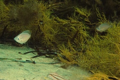 Parequula melbournensis