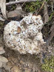 Laetiporus portentosus