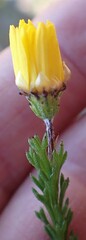 Ursinia trifida