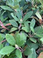 Rhododendron
